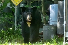 BEAR-2