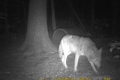 WOLF-3