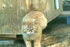 Gumpy