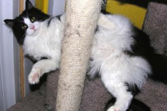 Cats