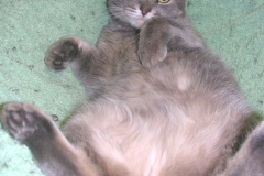 ELSA