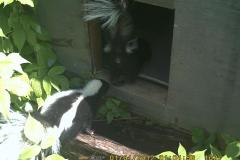 Skunks