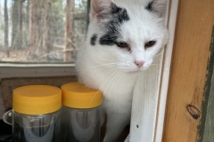 FRED